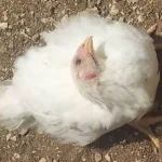 تعبیر خواب مرغ کشته شده سفید برای زن متاهل و باردار و دختر مجرد از روانشناسی