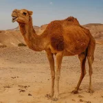 تعبیر خواب شتر بزرگ برای زن متاهل و باردار و دختر مجرد از روانشناسی