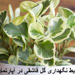 شرایط نگهداری گل قاشقی ابلق و گلدار در آپارتمان + روش پرپشت شدن گل قاشقی