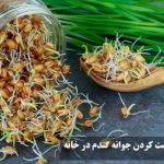 طریقه درست کردن جوانه گندم در خانه به روش سنتی با پارچه و در بطری نوشابه