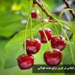 طرز نگهداری گیلاس در فریزر برای مدت طولانی + نحوه فریز کردن گیلاس برای زمستان