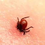 هشدار وزارت بهداشت درباره تب کریمه کنگو در فصل گرما – تجارت نیوز
