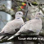 آمدن یاکریم به خانه نشانه چیست؟ یاکریم در بالکن یا پشت پنجره نشانه چیست؟